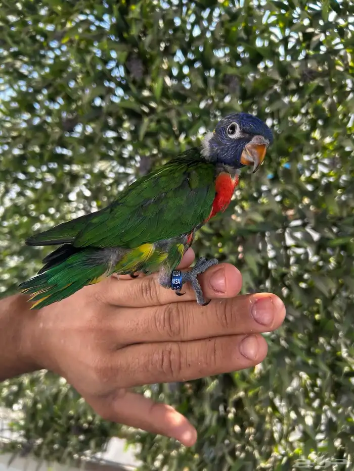 فرخ لوري رينبو اليف وبدايه هدد و نهاية غر 3