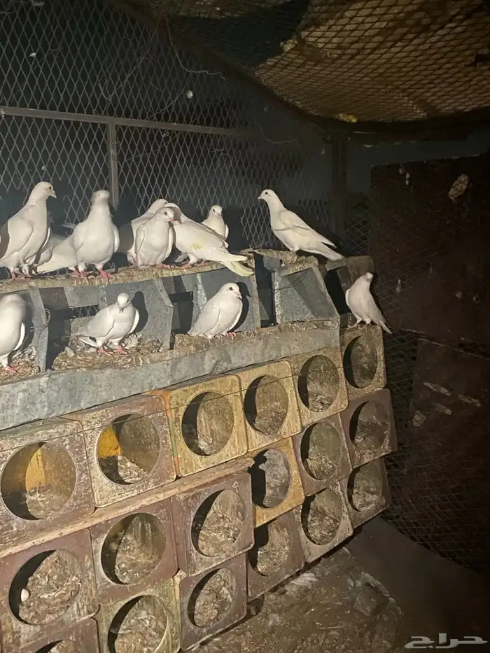 حمام فرنسي منتج شرط 9