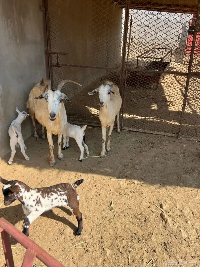 معزا غنم للبيع 0