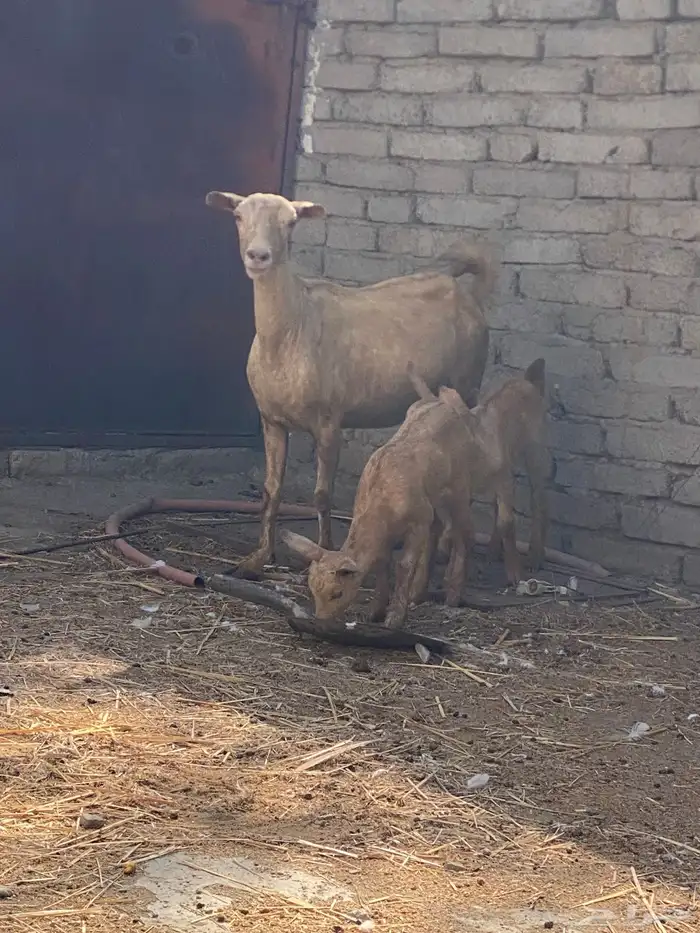 تيس بيشي وعنز والد 6