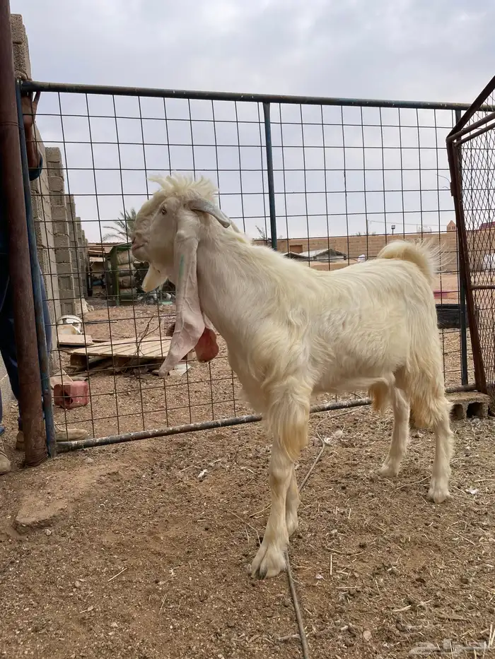 تيس مشروع فحل ابرص مطور 16