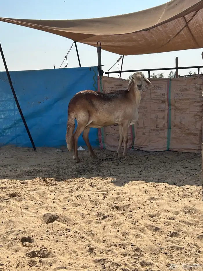 سوكانيه فاخرة 0