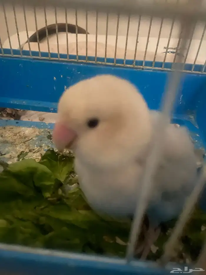 طير روز ارخص سعر 2