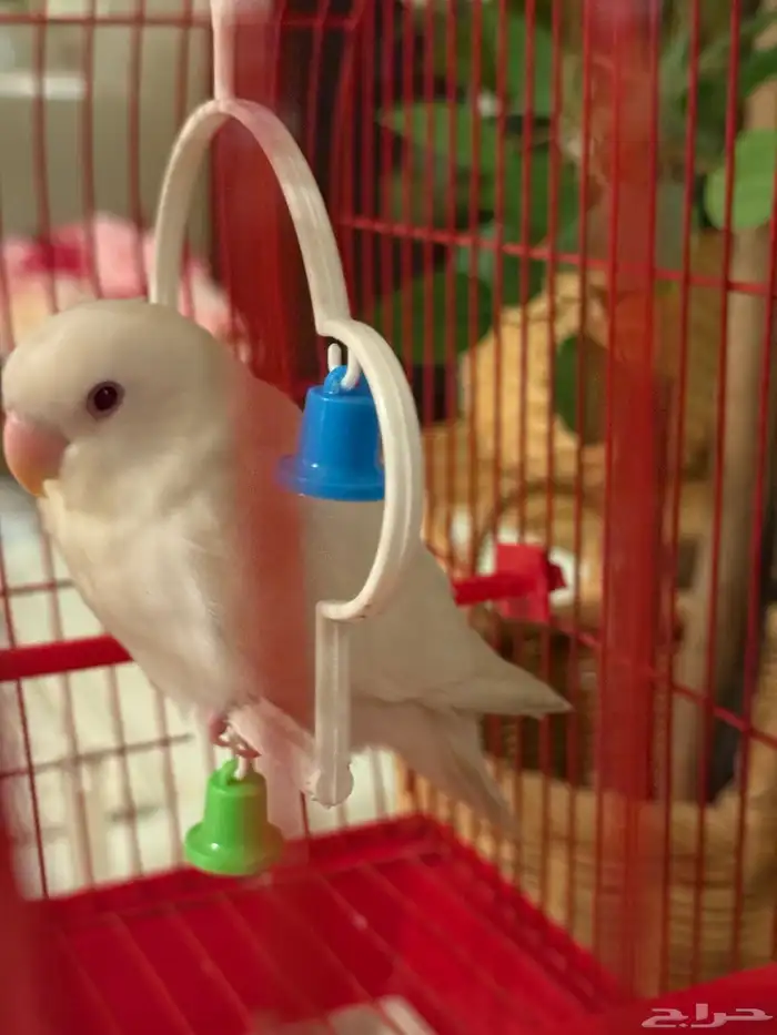 للبيع روز ألبينو (( حبة وحده مو جوز )) 2