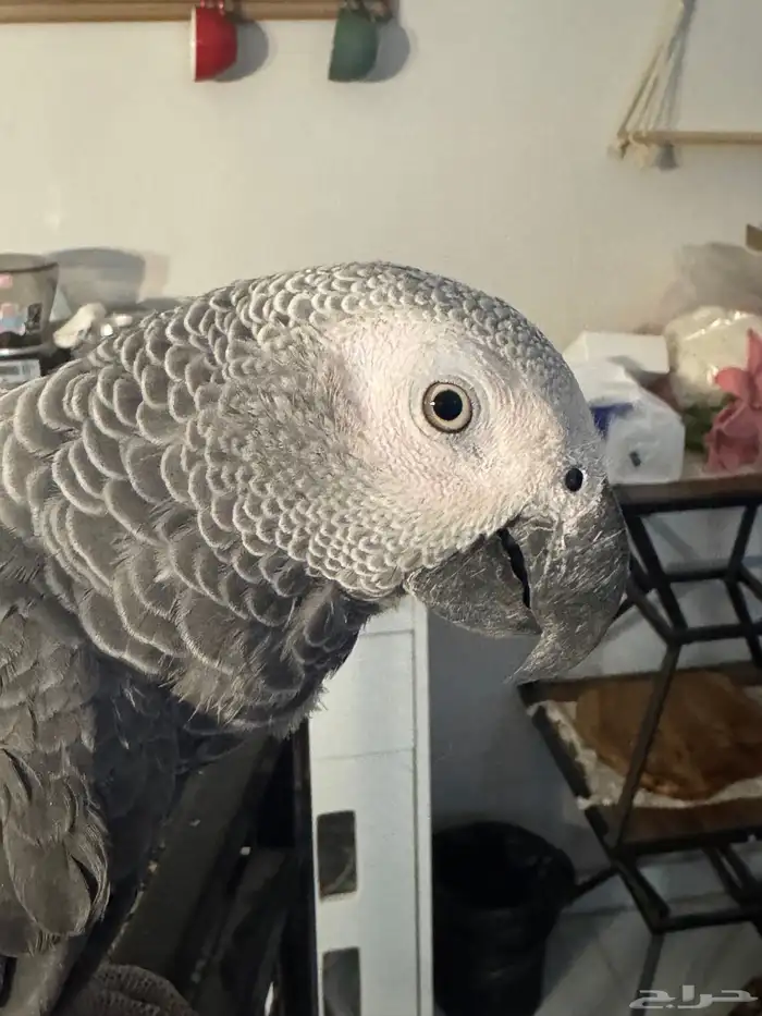 ببغاء كاسكو متكلم 1
