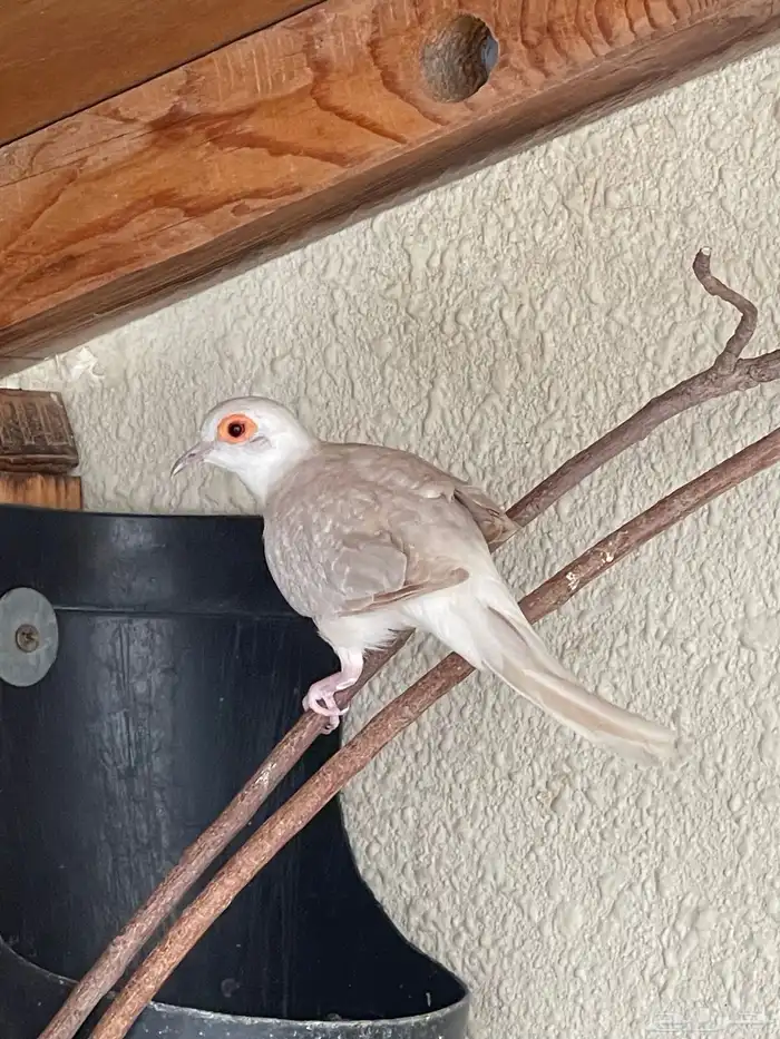 حمام يمام ملكي ماسي 6