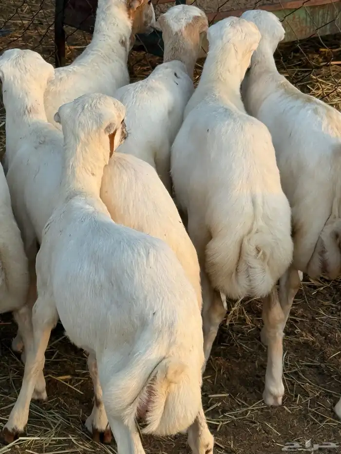 ضان مراح واحد تفريد وجمله 5