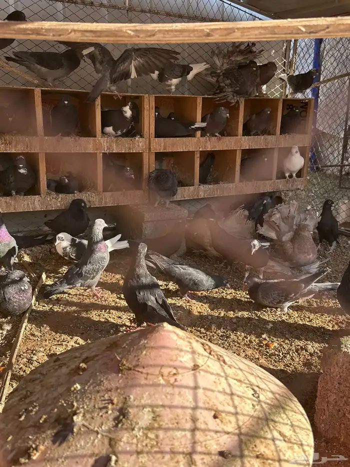 حمام قلاب دماء قويه 2