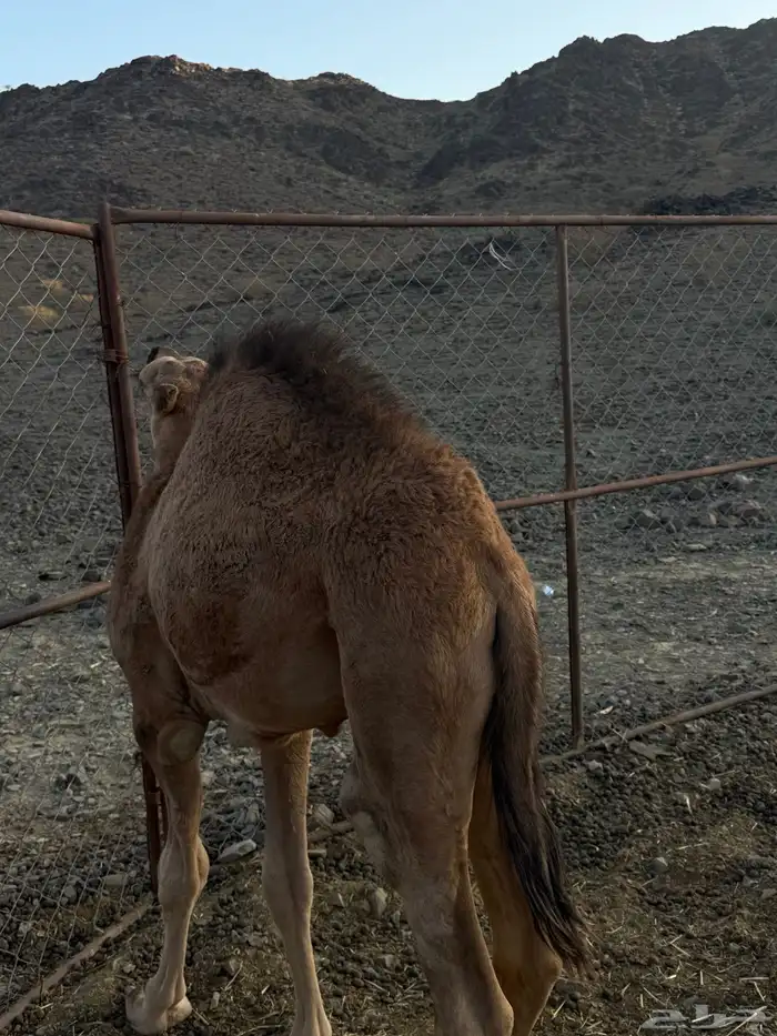 قعود للبيع 3