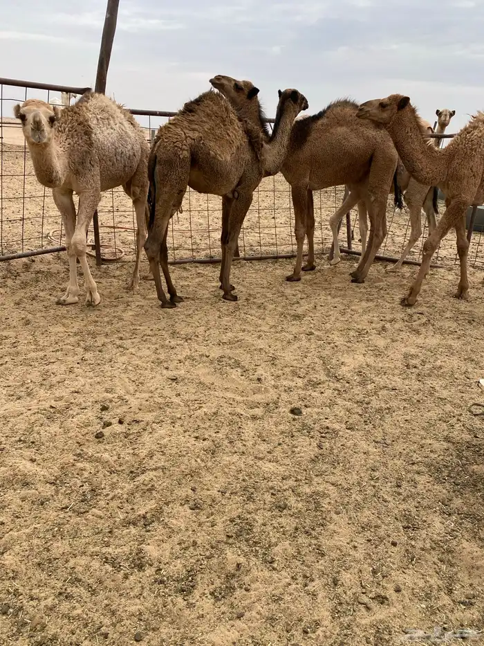 حشو للبيع العدد5 0