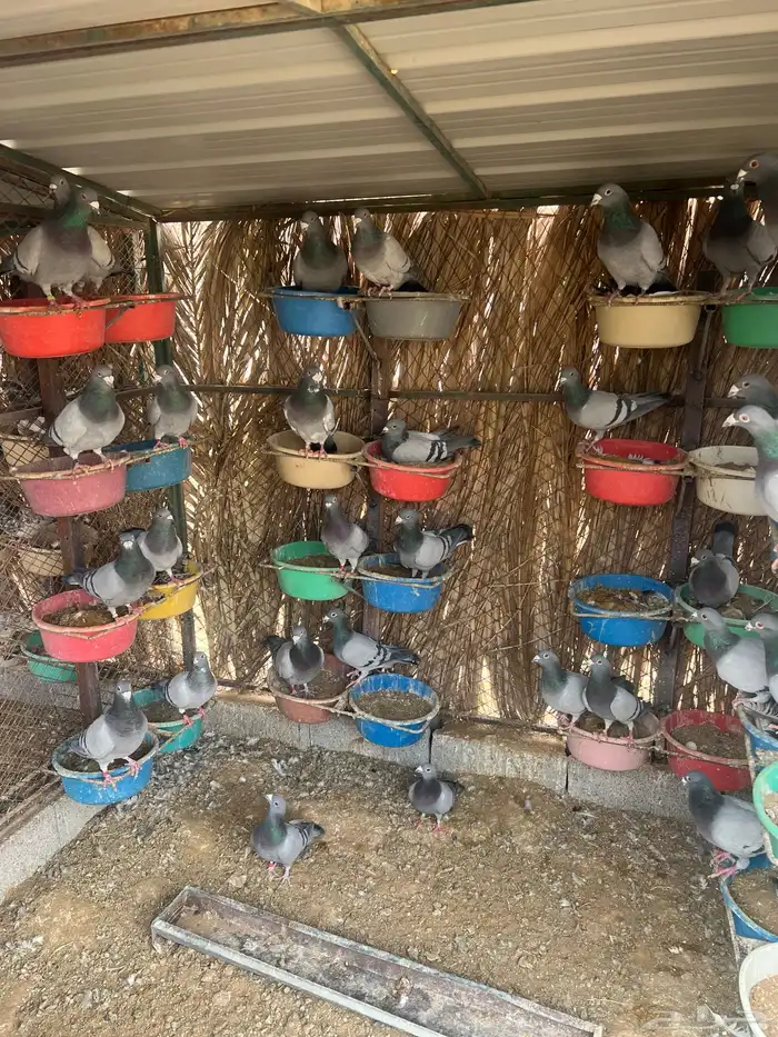 زاجل مفروز جروم دآ طيبه 2