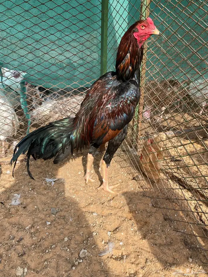 للبيع ديكين فارسي ودجاج جاوي 5