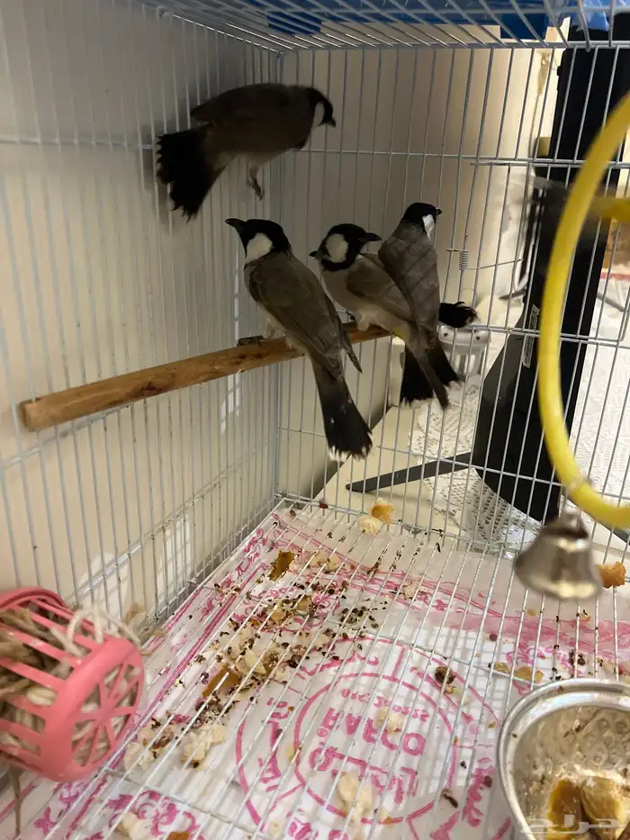 طيور عصافير بلابل عراقي ابيض الخدين 1