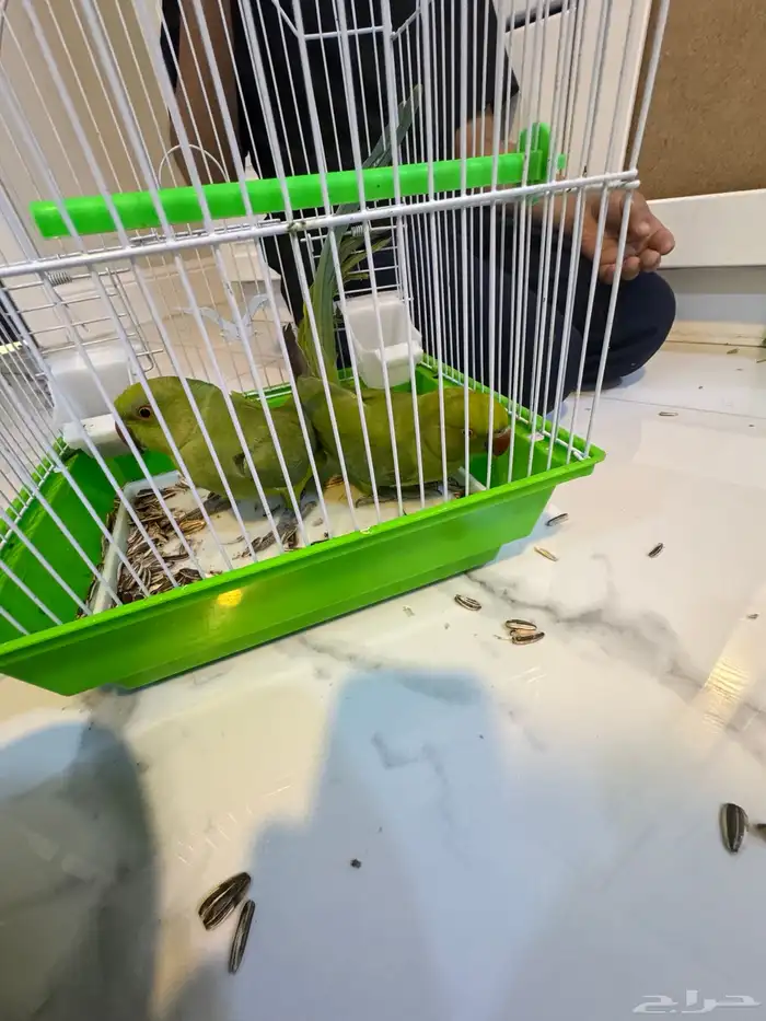 ببغاء الدرة هندي 0