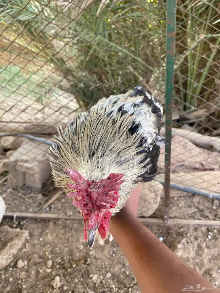 ديك عربي شوكي 0