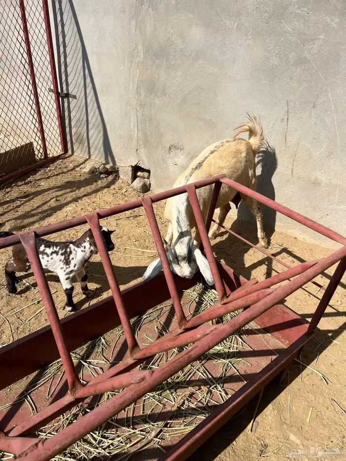 معزا غنم للبيع 3