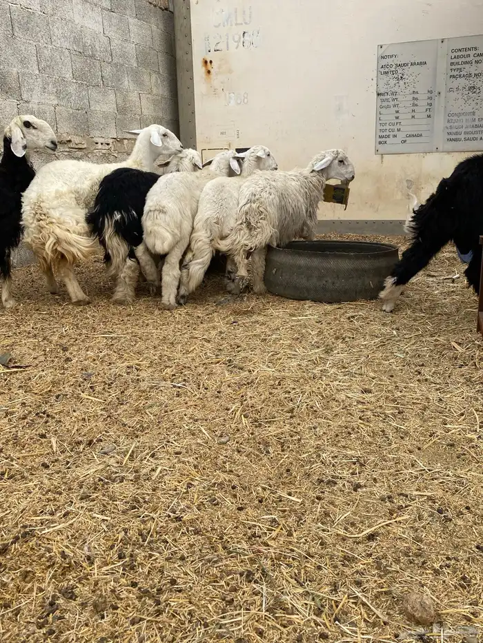 طليان حريه وثنين نجد عددها 7 الطليان 4 والرخال 3 2