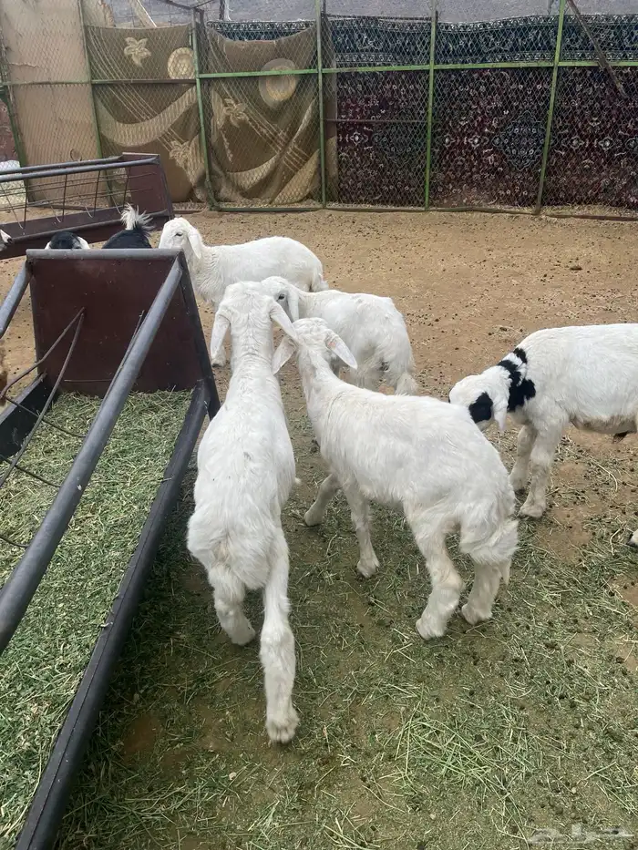 بهم طليان ورخال 2