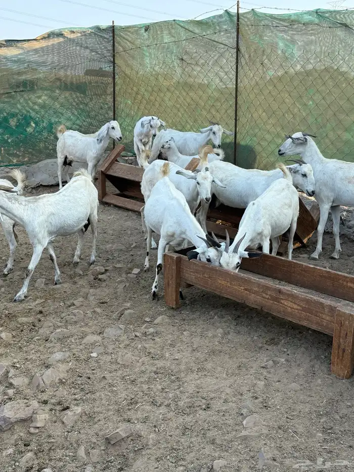 10 ماعز بيشيات صنف الصنف معها 10 5