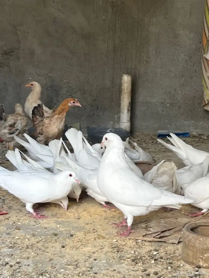 حمام فرنسي سوبر جامبو 3