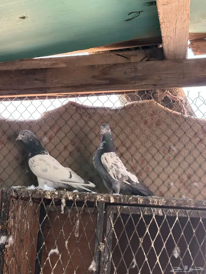 للبيع حمام باكستاني أزواج 6