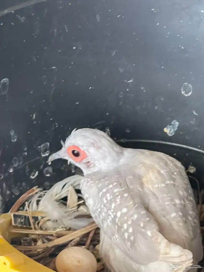 حمام يمام ملكي ماسي 19