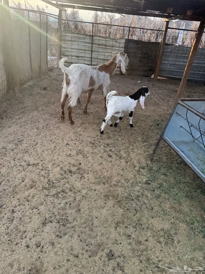 عنز تحت جفره للبيع 3