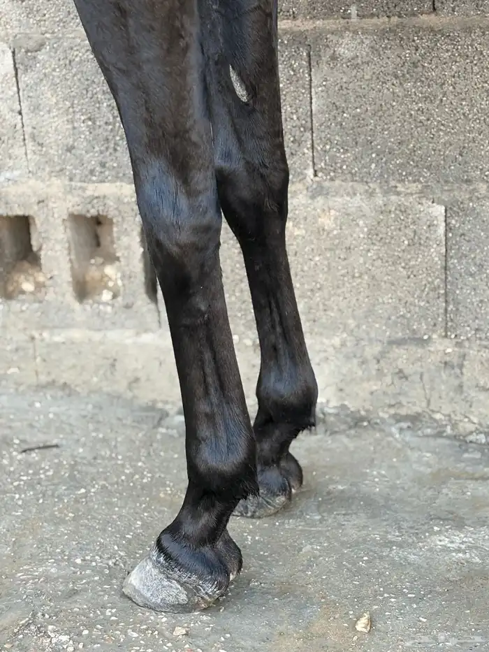 حصان مصري بيور اسود 5