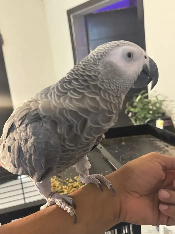 ببغاء كاسكو متكلم 4