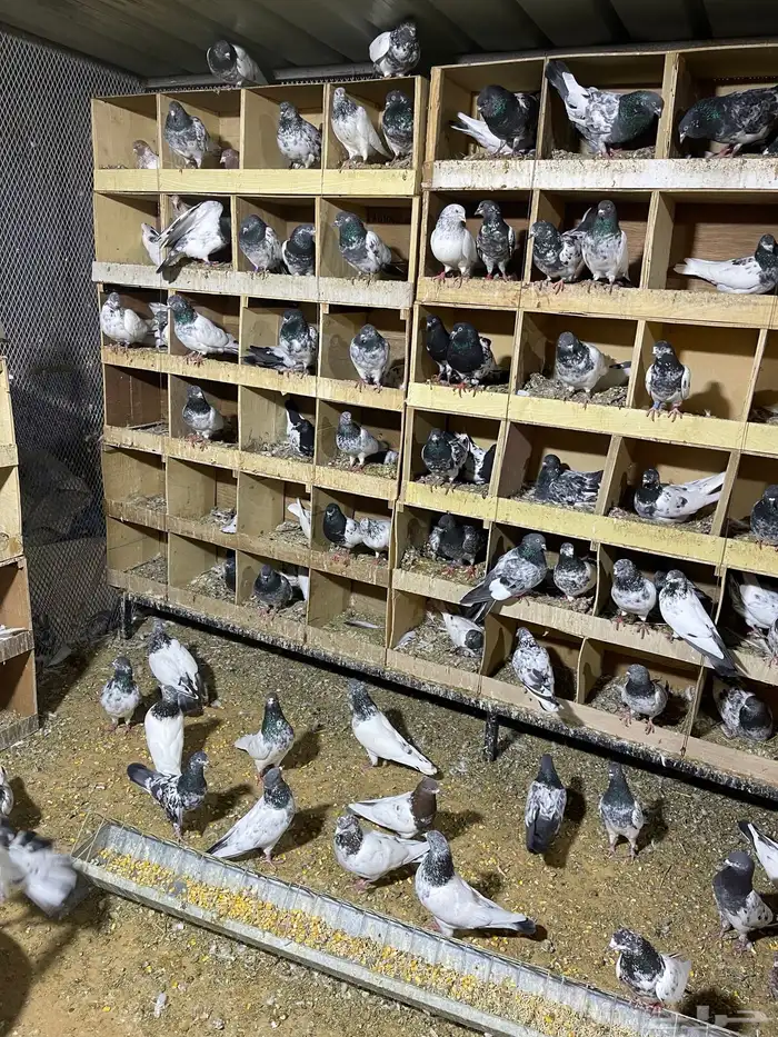 حمام هندي 40 جوز مفروز ومنتج 1