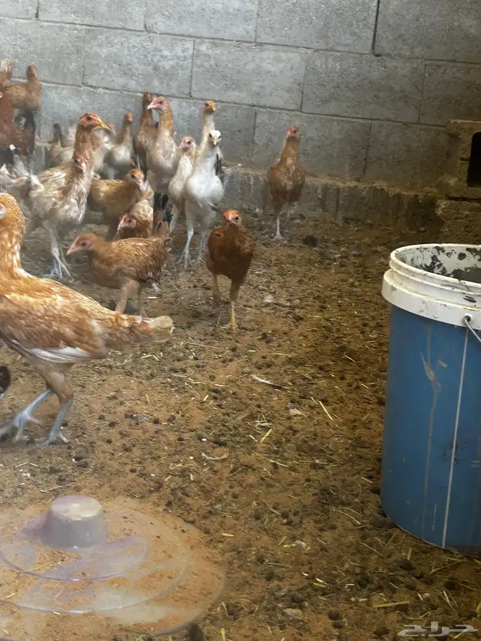 البيع دجاج بلدي 1