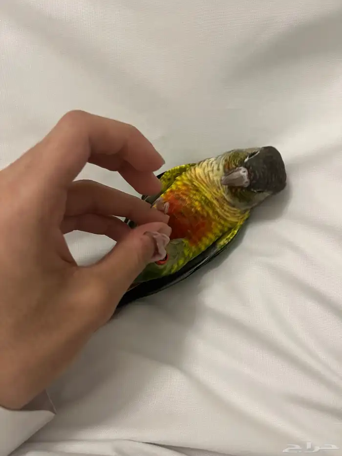 جوز ببغاء كنيور اليف 3