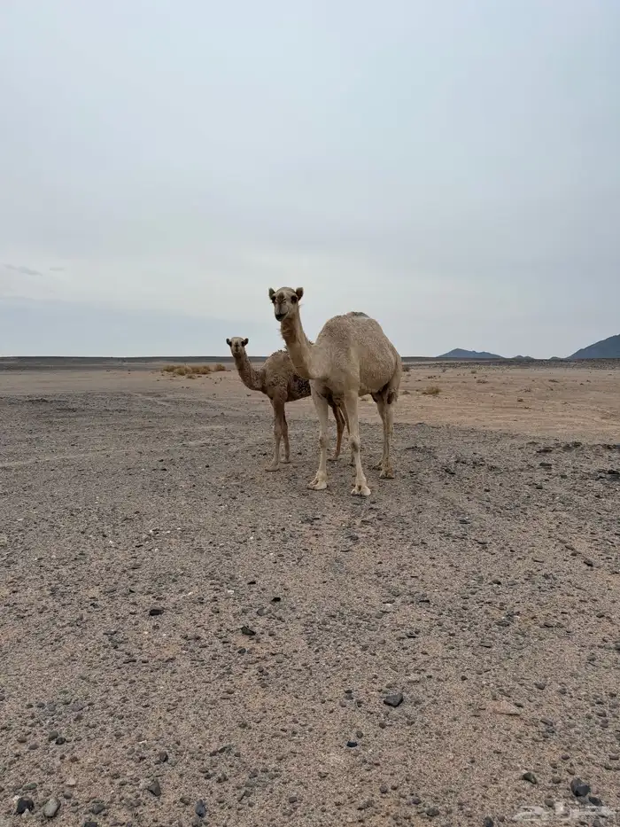 عشاير للبيع 1