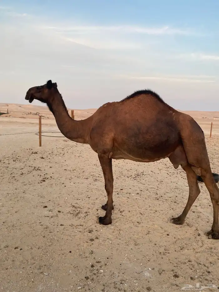 ناقه خلفه عشرا 0