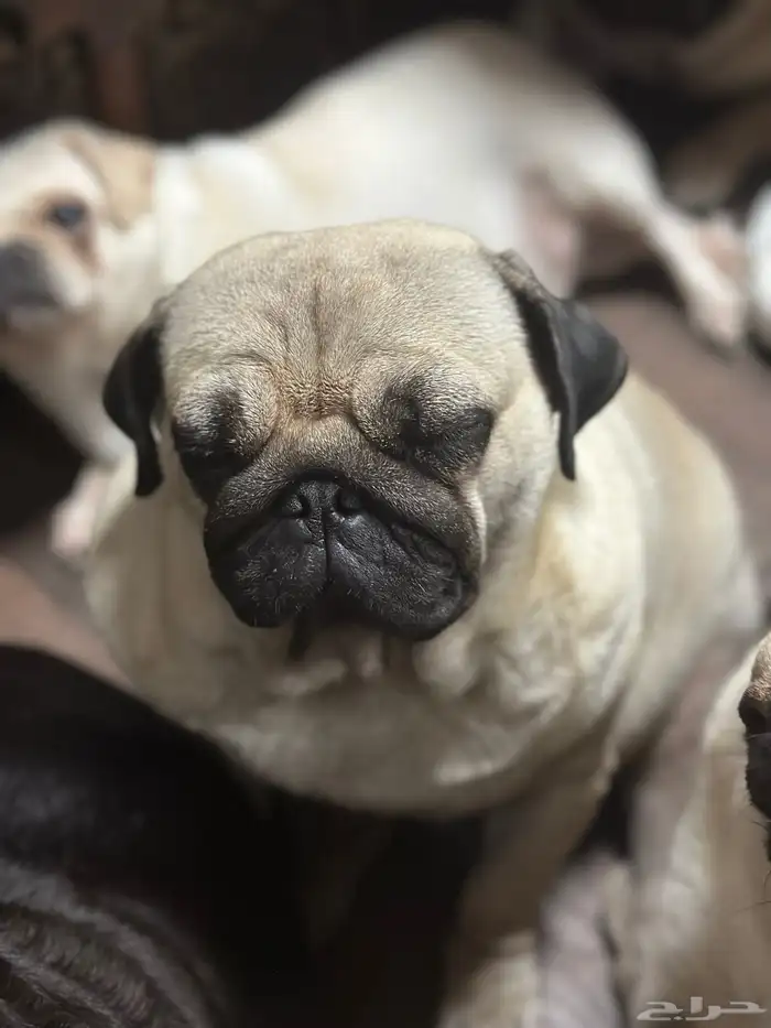 مطلوب ذكر كلب بق للتزاوج 0