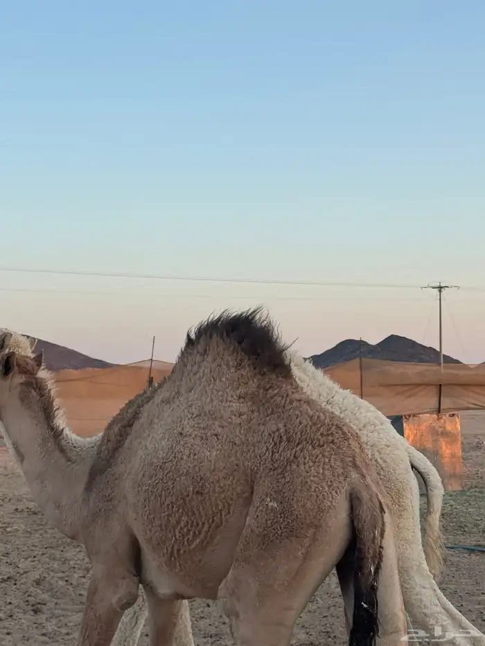 قعودين كفو 1