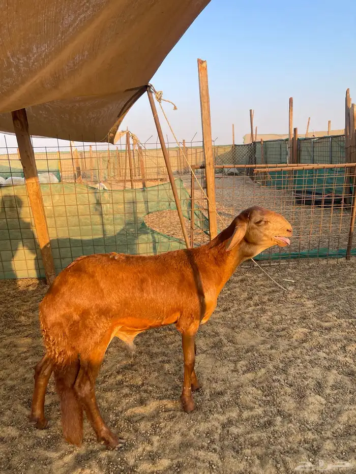 يوجد لدينا ذبائح سواكني وحري مع التوصيل او بدون التوصيل 0