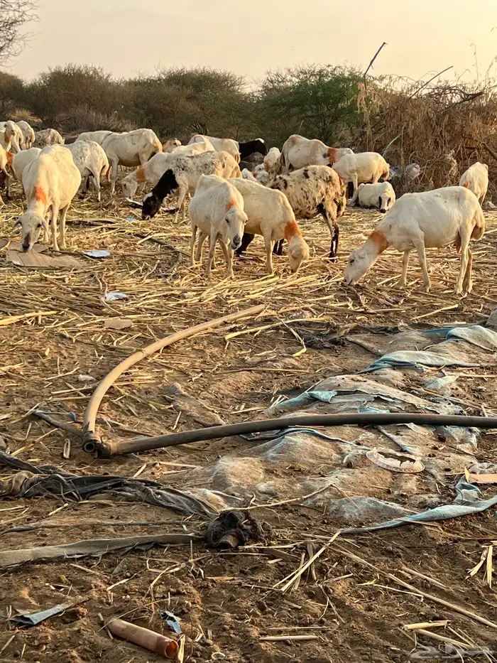 ضان العدد 45 دوار وفيها قرايب وفيها البعيده 2