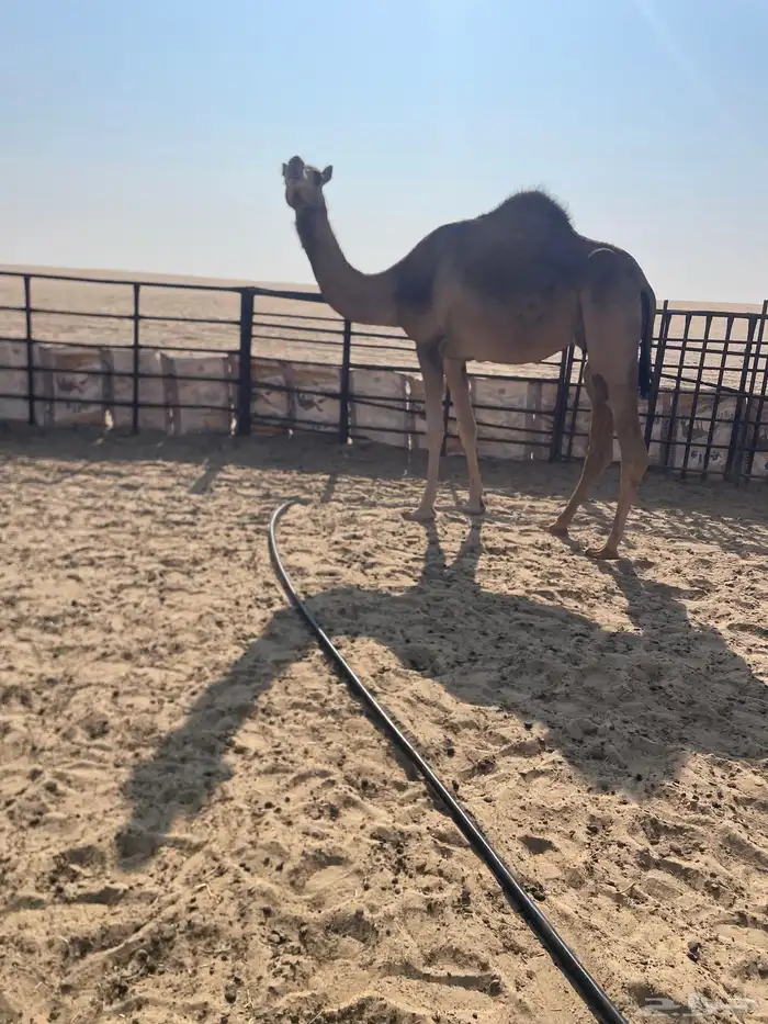 للبيع ثنو مصعد 1