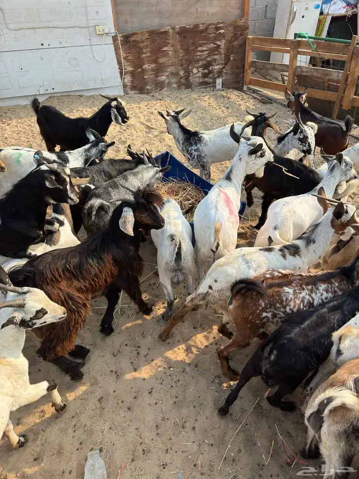 تيوس يمانيه 1