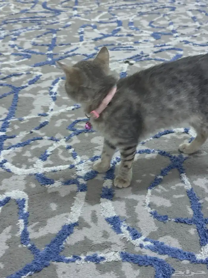 قطط للتبني 2