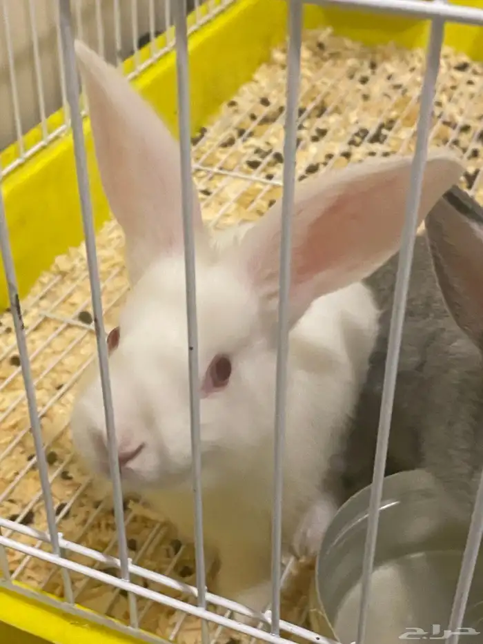 ارانب للبيع 1