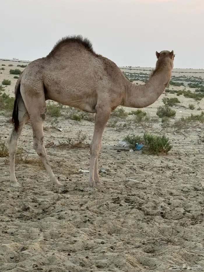 قعود للبيع على السوم 3