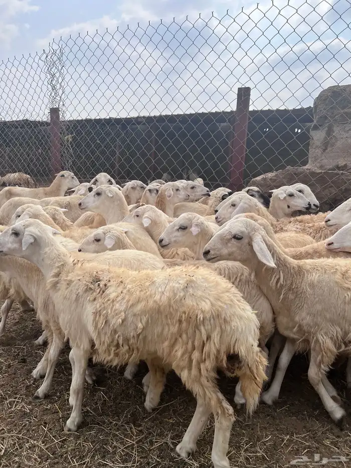 رخال مهجن حري جروم 0