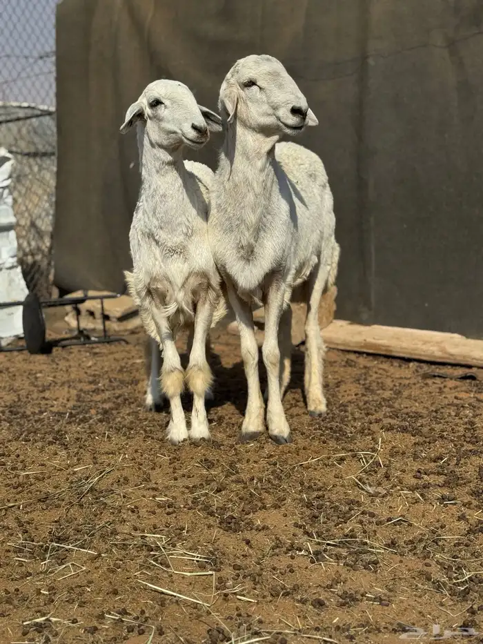 جذعه وجذع صنف معرفات 3