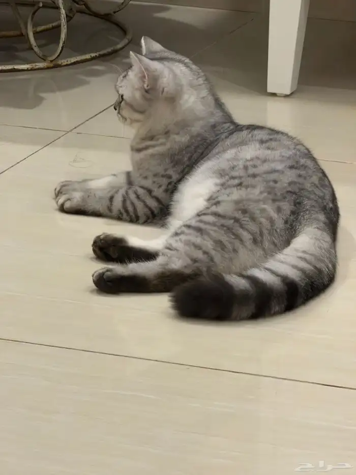 سكوتش ستريت مستوى عالي ذيل قصير 0