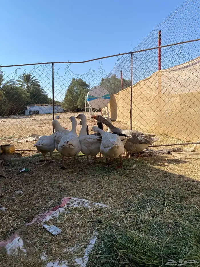 وز حجم كبير منتج وبيضه مجود 0