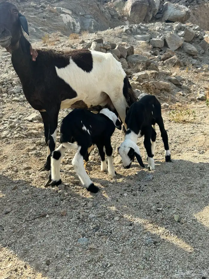 غنم مقاني والبيع سمح والله يكتب الي فيه الخير 2