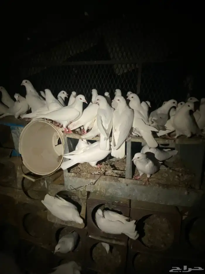 حمام فرنسي منتج شرط 14