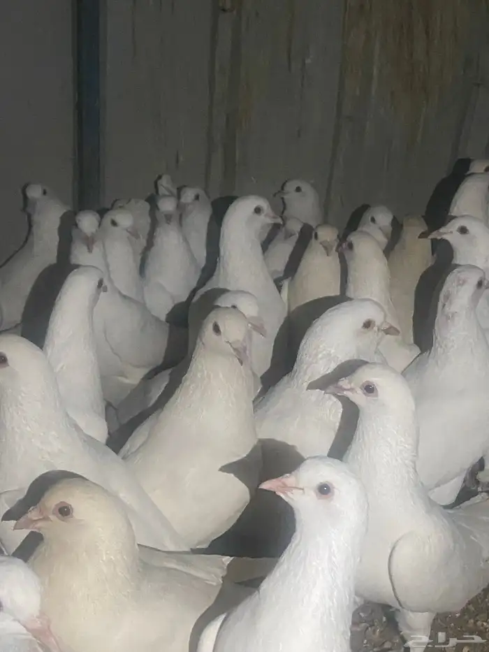 حمام فرنسي منتج شرط 28